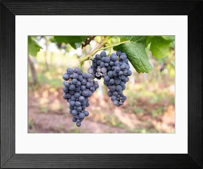 Framed Print : 2sm5ppt Framed Print : 2sm5ppt