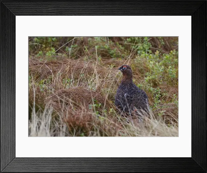 Framed Print : 2smc542 Framed Print : 2smc542