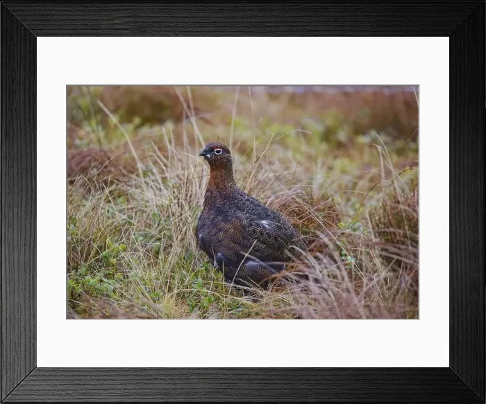 Framed Print : 2smc5r8 Framed Print : 2smc5r8