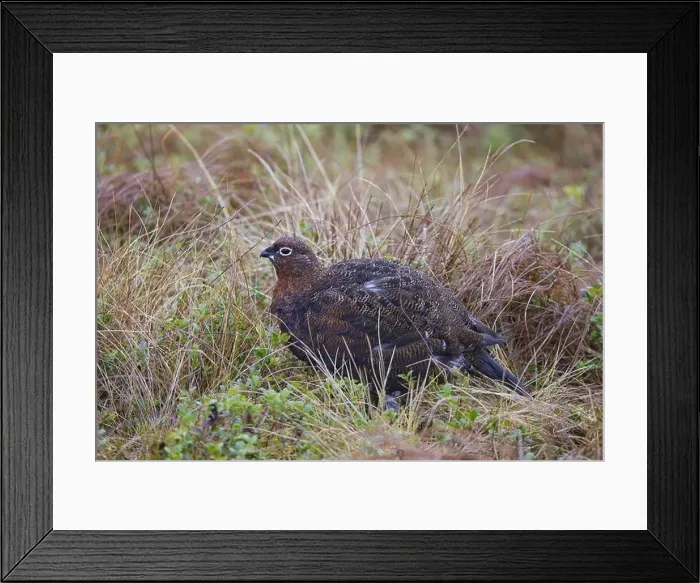 Framed Print : 2smc62k Framed Print : 2smc62k