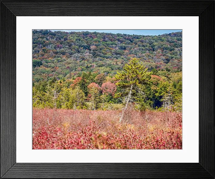 Framed Print : 2spgtg0