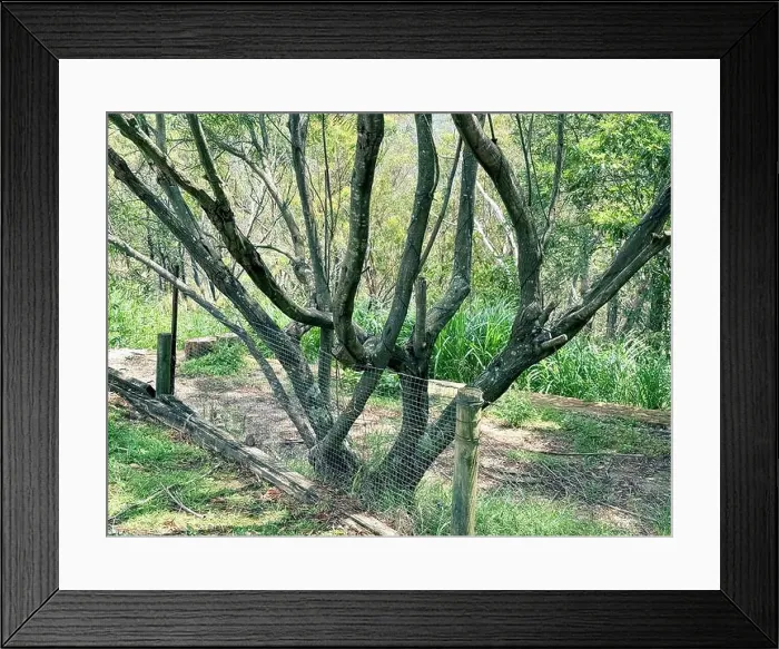 Framed Print : 2srrcpg Framed Print : 2srrcpg