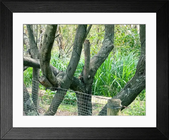 Framed Print : 2srrd2j Framed Print : 2srrd2j