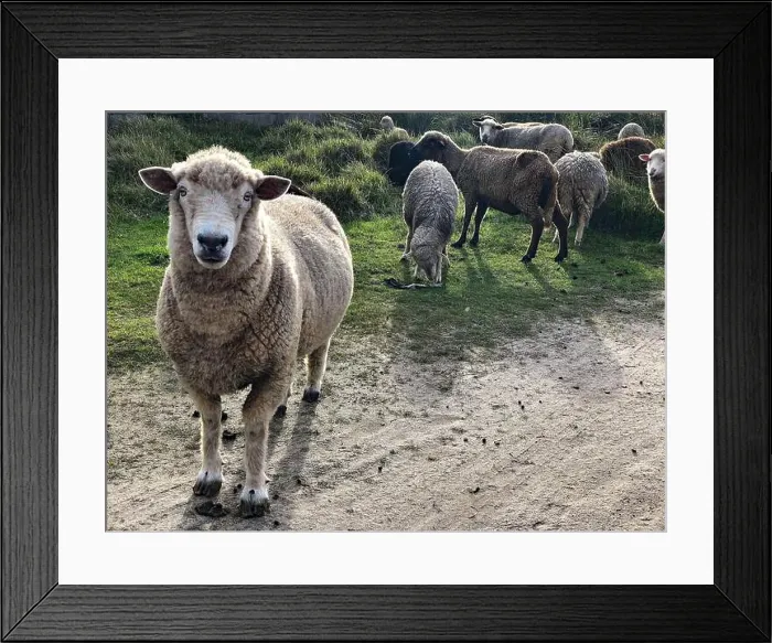 Framed Print : 2st60xr