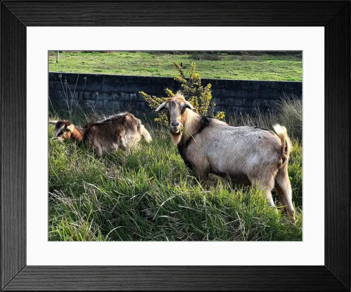 Framed Print : 2st60yy Framed Print : 2st60yy