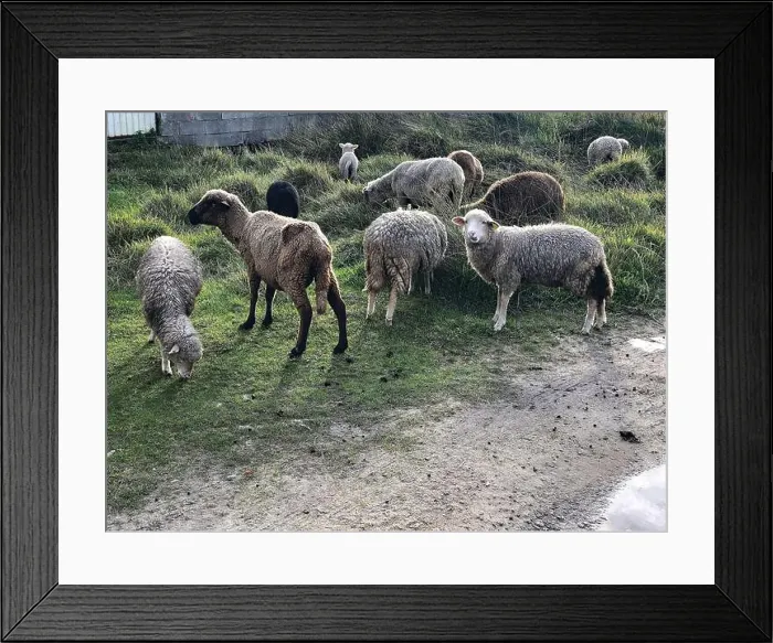 Framed Print : 2st6108 Framed Print : 2st6108
