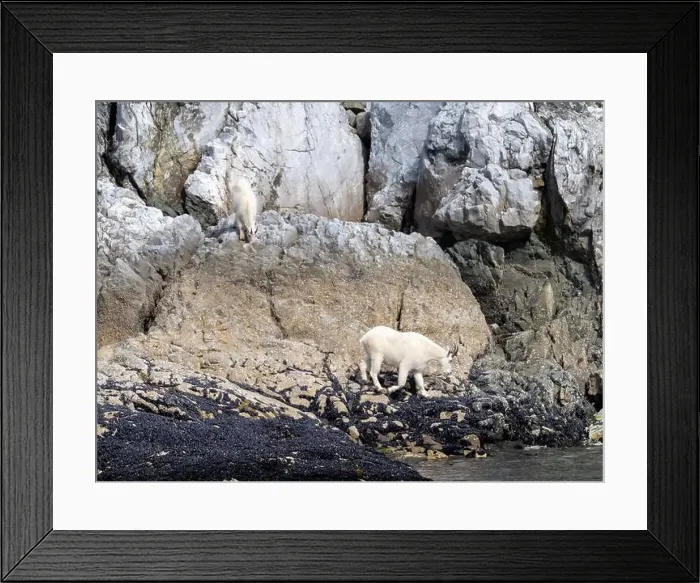 Framed Print : 2xjphx6 Framed Print : 2xjphx6