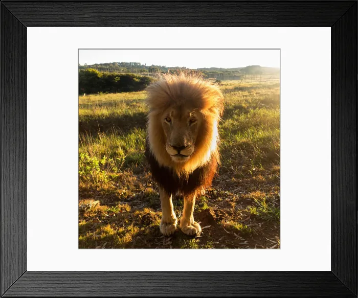 Framed Print : Close up of an old large male lion looking at the camera, backlit, South Africa Framed Print : Close up of an old large male lion looking at the camera, backlit, South Africa