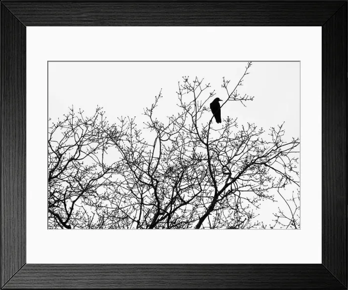 Framed Print : Black and white nature photography: Silhouette of crow in bare winter tree, London, UK Framed Print : Black and white nature photography: Silhouette of crow in bare winter tree, London, UK