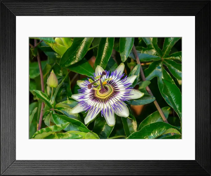 Framed Print : Closeup gorgeous passion flower Passiflora caerulea background Framed Print : Closeup gorgeous passion flower Passiflora caerulea background
