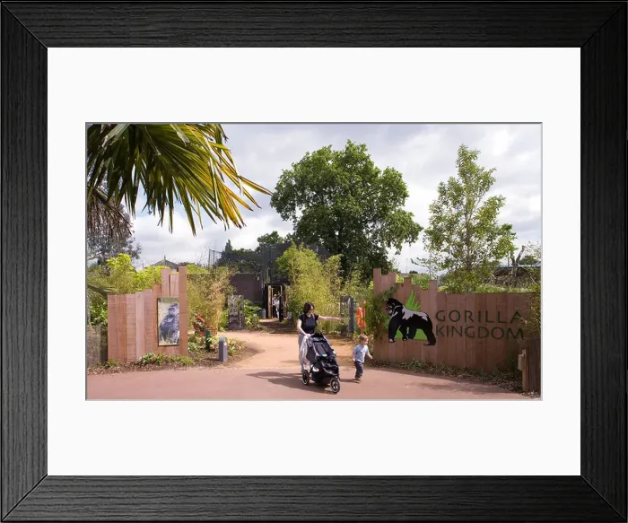 Framed Print : gorilla kingdom main entrance with mother and toddler Framed Print : gorilla kingdom main entrance with mother and toddler