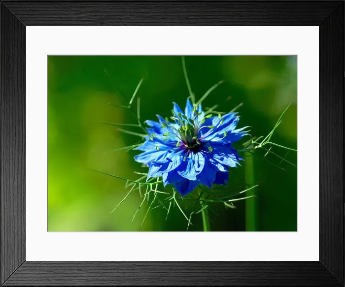 Framed Print : Love-in-the-mist blossom (Nigella damascena) Framed Print : Love-in-the-mist blossom (Nigella damascena)