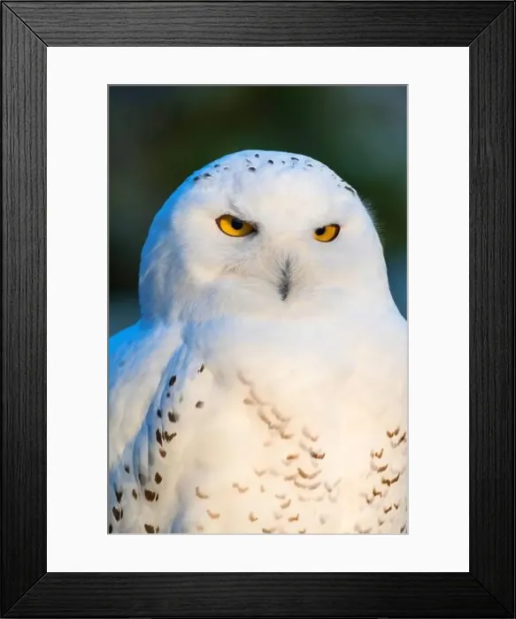 Framed Print : Snowy Owl (Strix scandiaca, Nyctea scandiaca, Bubo scandiacus), portrait Framed Print : Snowy Owl (Strix scandiaca, Nyctea scandiaca, Bubo scandiacus), portrait