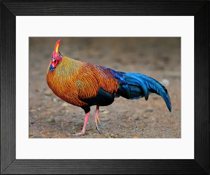 Framed Print : Ceylon Junglefowl - Gallus lafayettii Framed Print : Ceylon Junglefowl - Gallus lafayettii