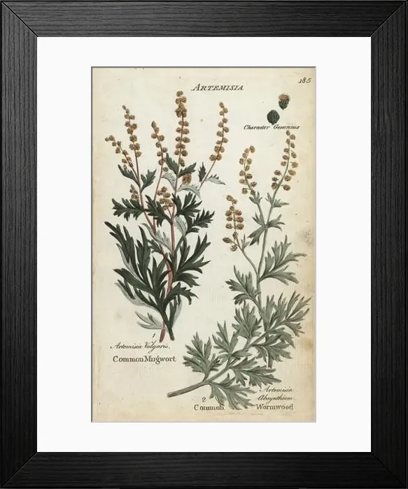 Framed Print : Mugwort, Artemisia vulgaris, and wormwood Framed Print : Mugwort, Artemisia vulgaris, and wormwood