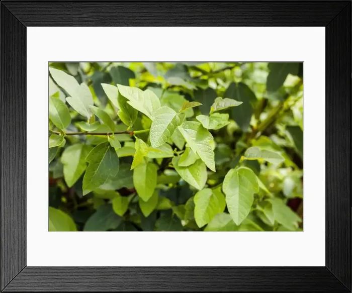 Framed Print : Portrait of the Ruth Bancroft fig tree, a hybrid between Ficus pumila and Ficus carica Framed Print : Portrait of the Ruth Bancroft fig tree, a hybrid between Ficus pumila and Ficus carica