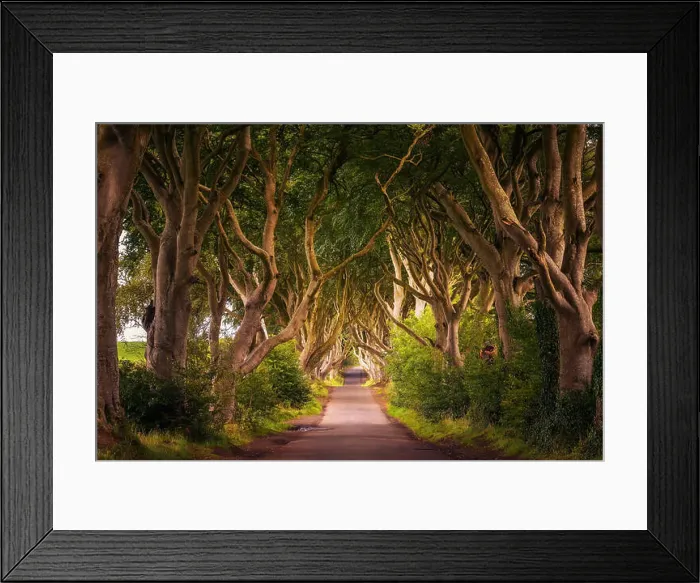 Framed Print : Road through the Dark Hedges tree tunnel at sunset in Ballymoney, Northern Ireland, United Kingdom Framed Print : Road through the Dark Hedges tree tunnel at sunset in Ballymoney, Northern Ireland, United Kingdom