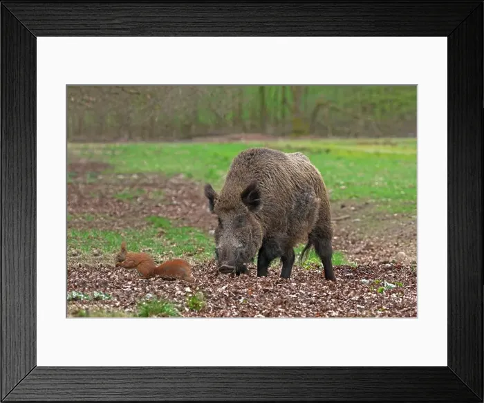 Framed Print : Wild Boar (Sus srofa) Framed Print : Wild Boar (Sus srofa)