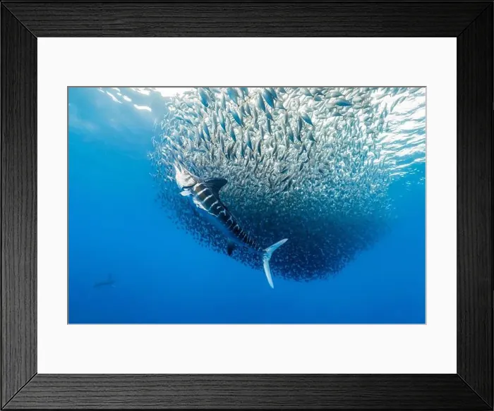 Framed Print : striped marlin, Kajikia audax, near threatened