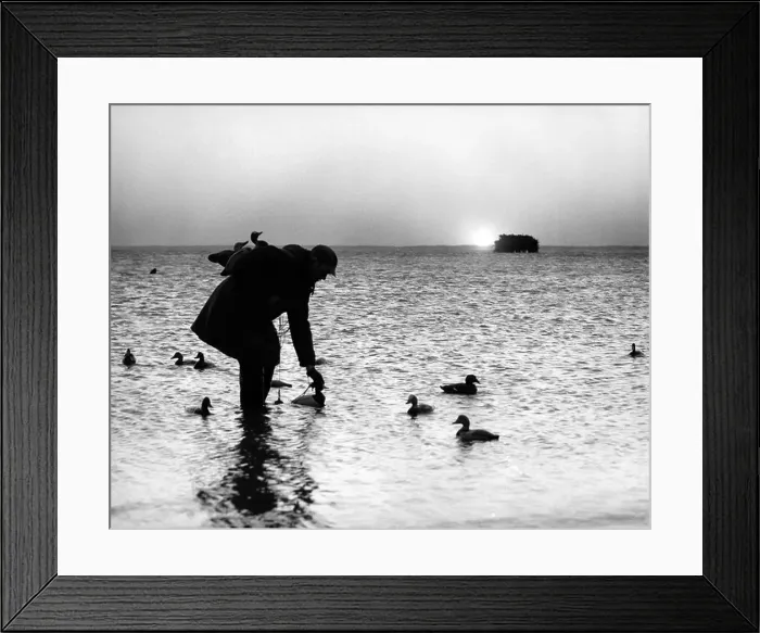Framed Print : 1950s SILHOUETTED MAN IN SUNRISE PUTTING OUT DUCK DECOYS Framed Print : 1950s SILHOUETTED MAN IN SUNRISE PUTTING OUT DUCK DECOYS
