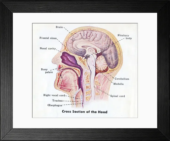 Framed Print : 1940 medical diagram of human head Framed Print : 1940 medical diagram of human head