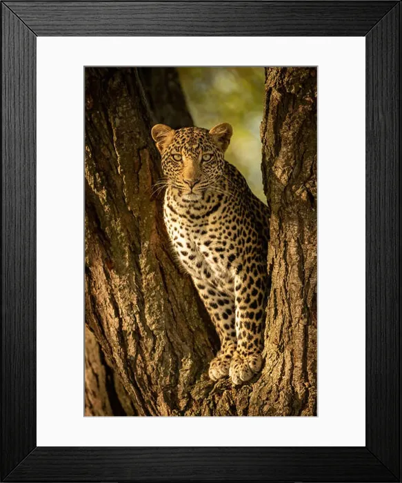Framed Print : A leopard sits in the forked trunk of a tree. It has a brown, spotted coat and is looking straight at the camera Framed Print : A leopard sits in the forked trunk of a tree. It has a brown, spotted coat and is looking straight at the camera