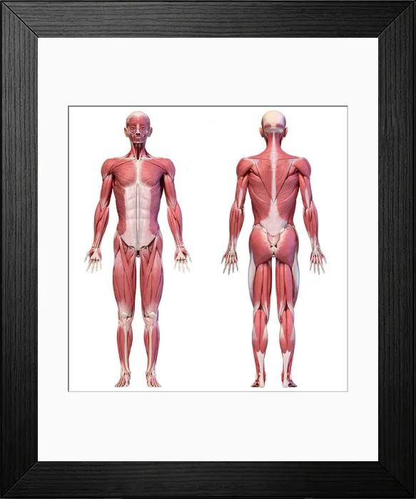Framed Print : Human anatomy 3d illustration, male muscular system full body, front and back views on white background Framed Print : Human anatomy 3d illustration, male muscular system full body, front and back views on white background