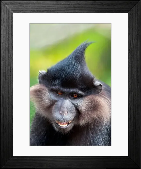 Framed Print : Black crested mangabey (Lophocebus aterrimus) Framed Print : Black crested mangabey (Lophocebus aterrimus)
