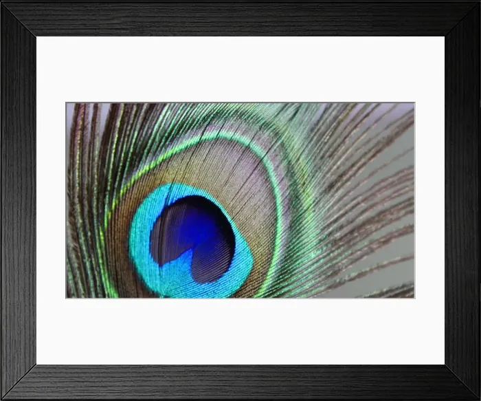 Framed Print : Pluma de pavo real macro. Macro peacock feather Framed Print : Pluma de pavo real macro. Macro peacock feather
