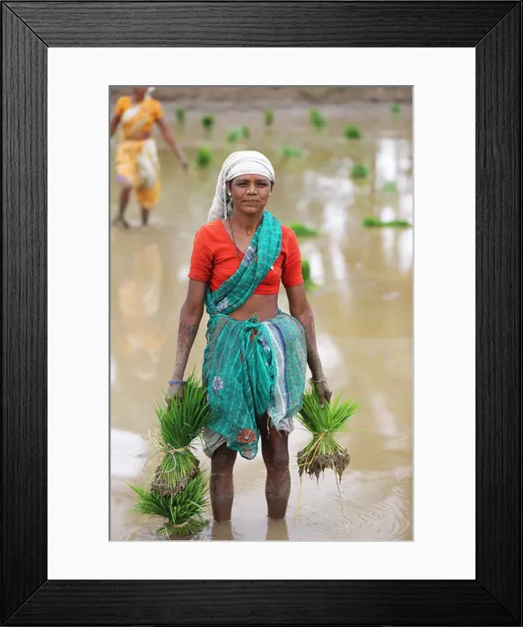 Framed Print : Rural Indian women working in a paddy field South India Framed Print : Rural Indian women working in a paddy field South India