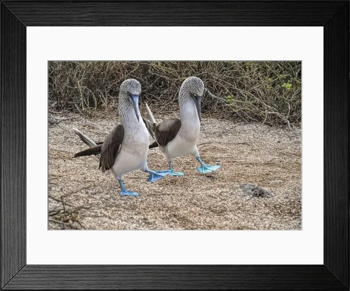 Framed Print : Beautiful Blue-footed Booby bird pair walking together Framed Print : Beautiful Blue-footed Booby bird pair walking together