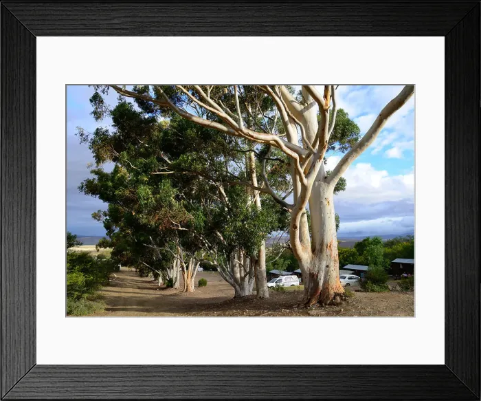 Framed Print : Eucalyptus trees and stormy sky at Warmwaterberg spa near Barrydale, Karoo, South Africa Framed Print : Eucalyptus trees and stormy sky at Warmwaterberg spa near Barrydale, Karoo, South Africa