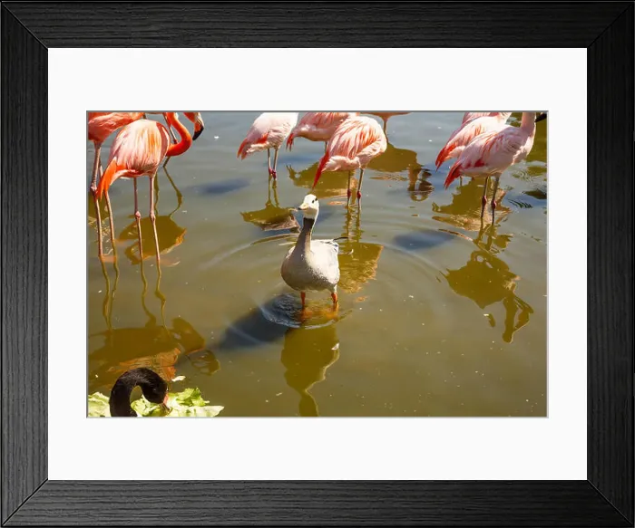 Framed Print : Group of pink flamingos and goose in the zoo Framed Print : Group of pink flamingos and goose in the zoo
