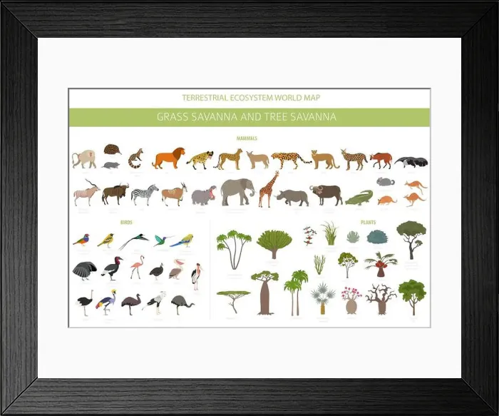Framed Print : Tree savanna and grass savanna biome Framed Print : Tree savanna and grass savanna biome