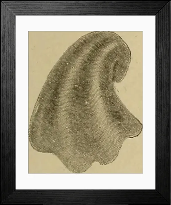 Framed Print : Bulletin - New York State Museum Framed Print : Bulletin - New York State Museum