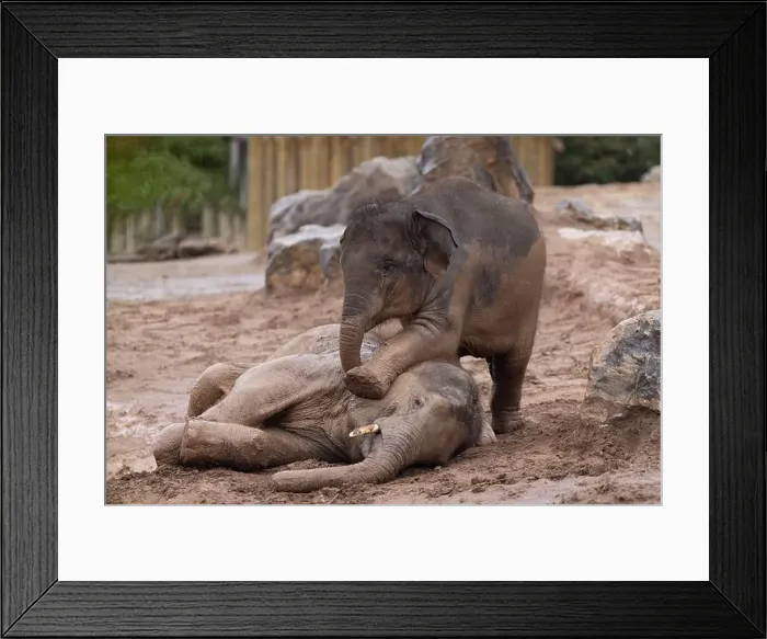 Framed Print : Riva pins Ajan down in the mud wrestle Framed Print : Riva pins Ajan down in the mud wrestle