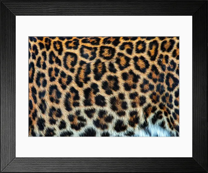 Framed Print : Close-up beautiful texture of real leopard skin, fur Framed Print : Close-up beautiful texture of real leopard skin, fur