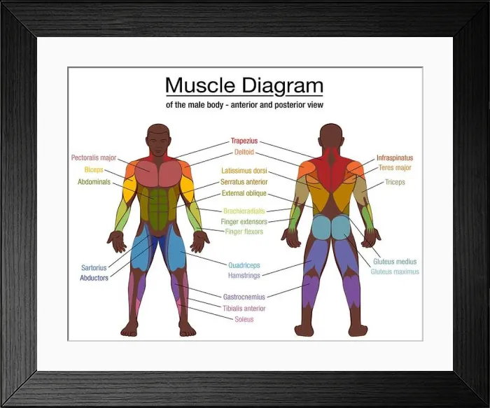 Framed Print : Muscle diagram, most important muscles of an athletic black man Framed Print : Muscle diagram, most important muscles of an athletic black man