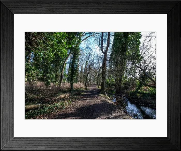 Framed Print : trees in the Spinney in Abington Park, Northampton during the winter Framed Print : trees in the Spinney in Abington Park, Northampton during the winter