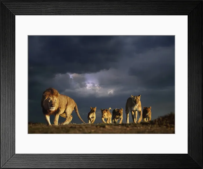Framed Print : Lion family and stormy sky Masai Mara Kenya Framed Print : Lion family and stormy sky Masai Mara Kenya