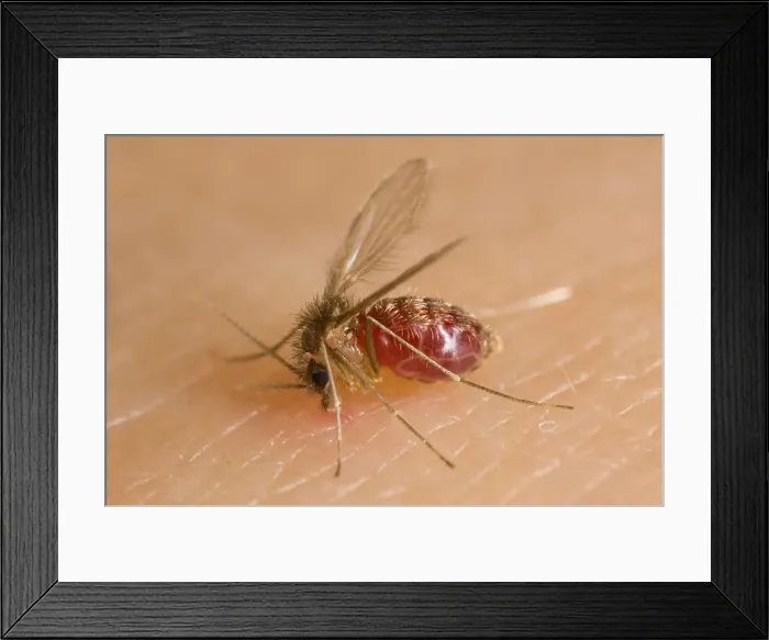 Framed Print : Female sand fly (Lutzomyia longipalpis) biting a human arm with abdomen full of blood Framed Print : Female sand fly (Lutzomyia longipalpis) biting a human arm with abdomen full of blood