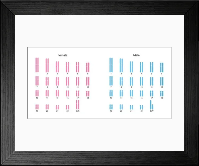 Framed Print : Scientific Designing of Human Karyotype. Human Complete Set of Chromosomes. Colorful Symbols. Vector Illustration Framed Print : Scientific Designing of Human Karyotype. Human Complete Set of Chromosomes. Colorful Symbols. Vector Illustration