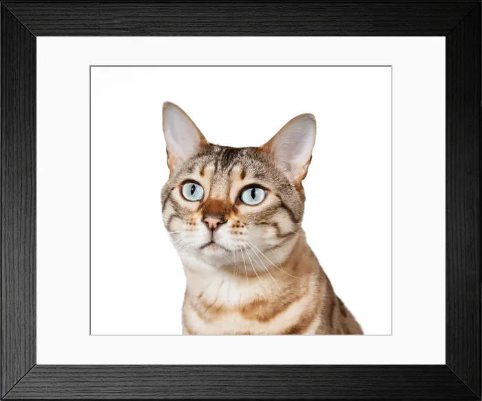 Framed Print : Bengal cat Framed Print : Bengal cat