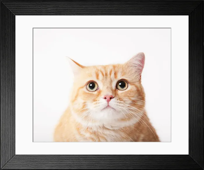 Framed Print : Close up of cat's face Framed Print : Close up of cat's face