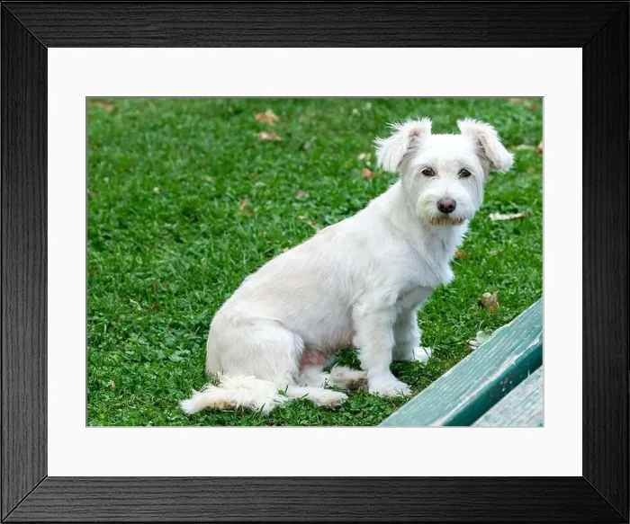 Framed Print : Cute little white puppy, posing in the grass Framed Print : Cute little white puppy, posing in the grass