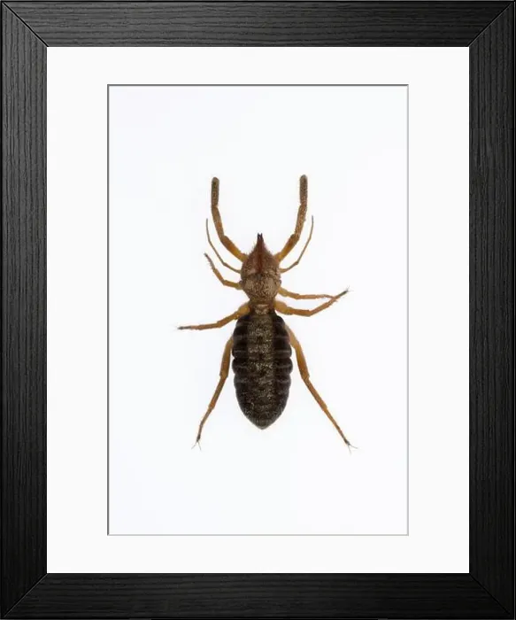Framed Print : Gluvia dorsalis spider. Family Daesiidae. Spider isolated on a white background Framed Print : Gluvia dorsalis spider. Family Daesiidae. Spider isolated on a white background