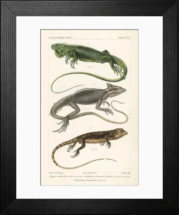 Framed Print : Critically endangered Lesser Antillean iguana Framed Print : Critically endangered Lesser Antillean iguana