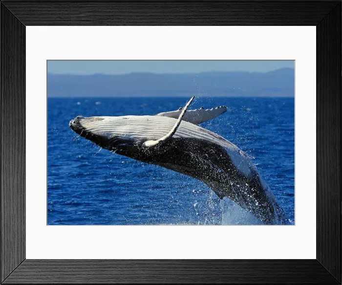 Framed Print : Humpback Whale (Megaptera novaeangliae), breaching Framed Print : Humpback Whale (Megaptera novaeangliae), breaching