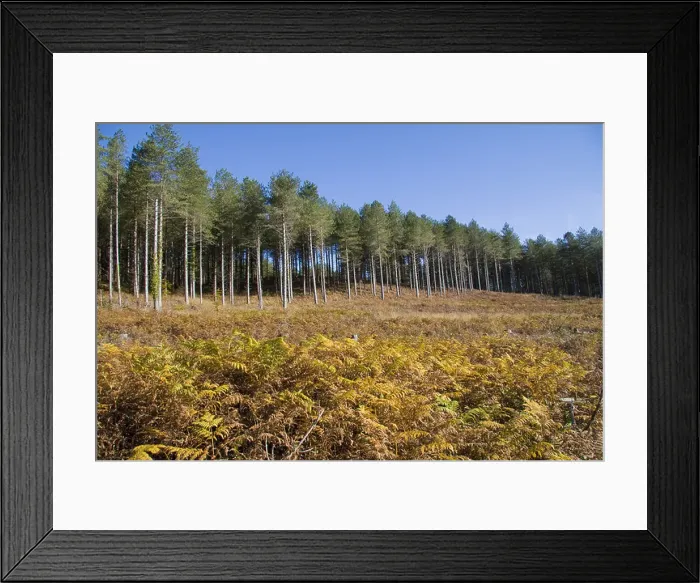 Framed Print : Autumn autumnal bracken Britain British commercial conifer coniferous Dorset Egdon Heath England English Europe European Framed Print : Autumn autumnal bracken Britain British commercial conifer coniferous Dorset Egdon Heath England English Europe European