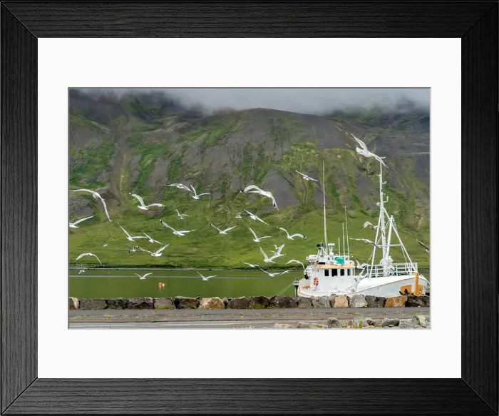 Framed Print : Seabirds fly over the shore, scavenging for leftover fish from the fishing boats docked in the harbor of Siglufjörður Framed Print : Seabirds fly over the shore, scavenging for leftover fish from the fishing boats docked in the harbor of Siglufjörður